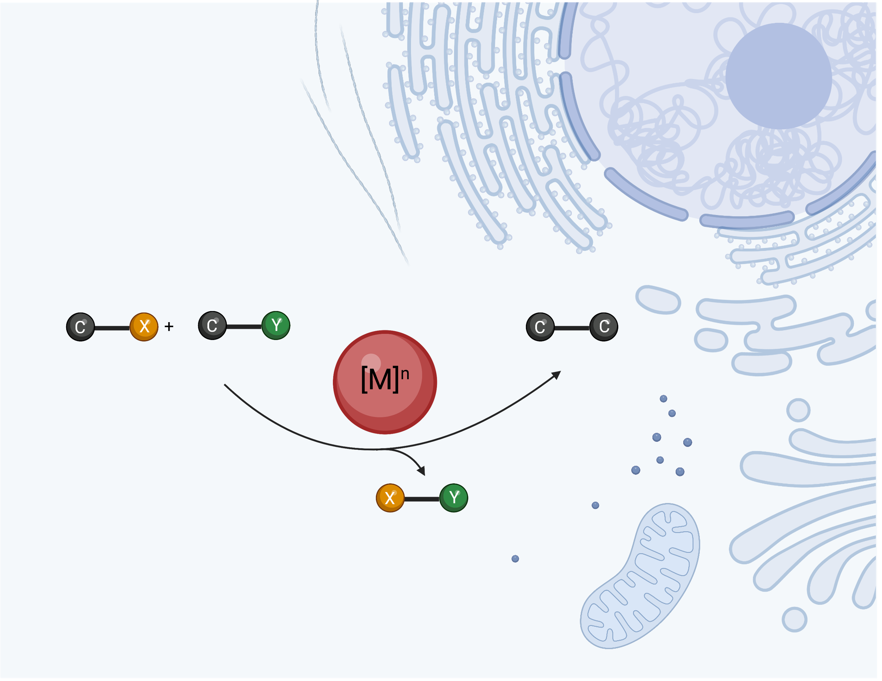 Biocompatibility Screening
